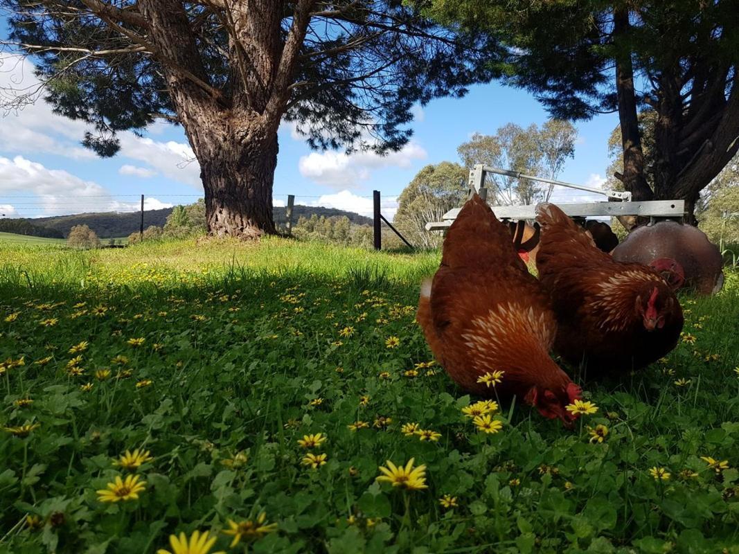 Colby Cottages, Wooragee Near Beechworth Екстериор снимка